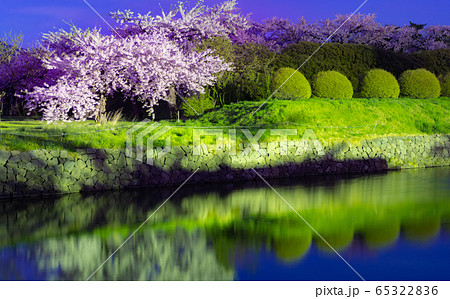 ライトアップ 夜桜 函館公園の写真素材