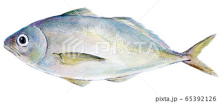 青魚のイラスト素材