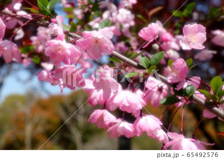 カイドウザクラの写真素材