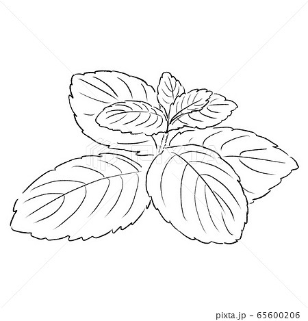 香草のイラスト素材