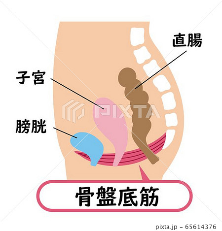骨盤底筋のイラスト素材