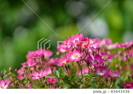 ミニバラ 薔薇 一重咲き ピンクの写真素材