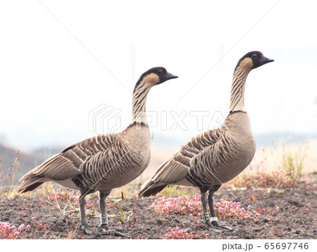 ハワイの鳥類 写真・鳥類画 専門書「Hawaiian Birdlife」1972 i20140731_037.jpg?fit=1200,800
