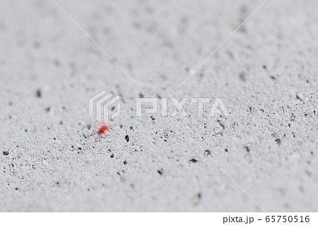 ダニ タカラダニ 赤いダニ 虫の写真素材