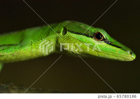 サキシマカナヘビの写真素材