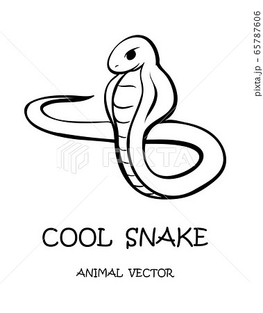 キングコブラ ヘビの写真素材
