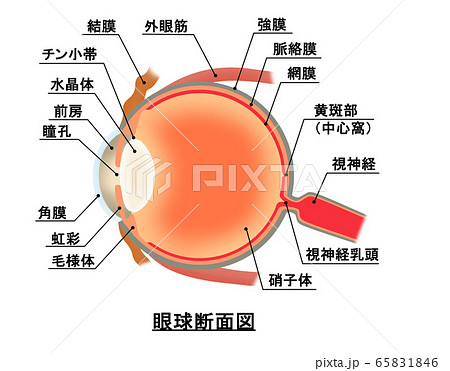 目 眼球 断面図 図のイラスト素材