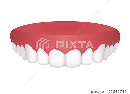 前歯のイラスト素材