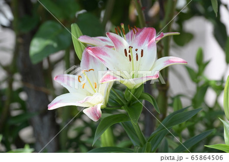 夏の花 ユリ科 ゆりの花 ピンク色の花の写真素材