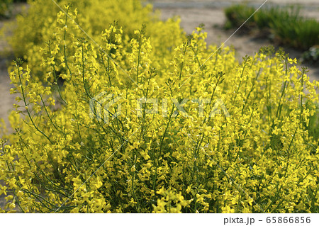 キャベツの花の写真素材