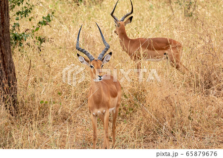 インパラ サバンナ 群れ アフリカの写真素材