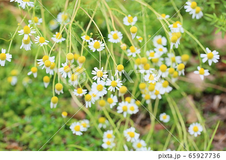 ジャーマンカモミール かわいいの写真素材