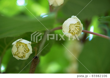 キウイフルーツの花 キウイの葉 キウイの花 雌花の写真素材 Pixta