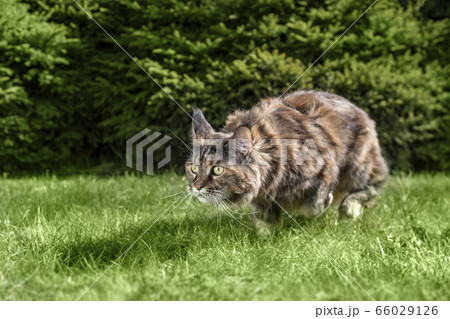 チェシャ猫 かわいいの写真素材