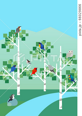 白樺のイラスト素材