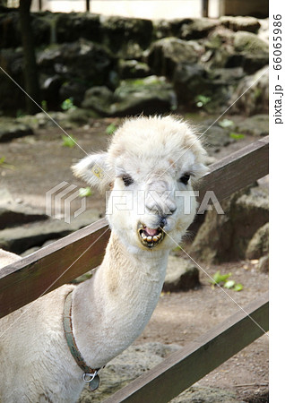 アルパカ 顔 動物 変顔の写真素材