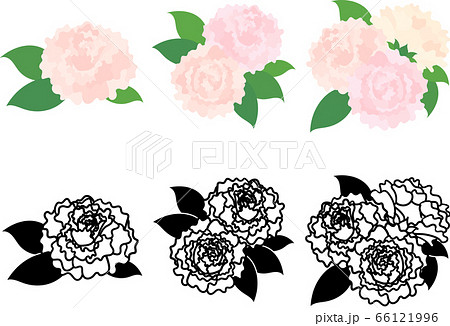 シャクヤク 花のイラスト素材