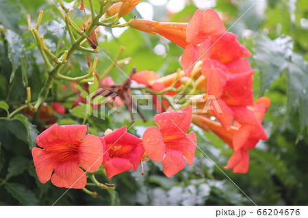 ラッパ型の花の写真素材