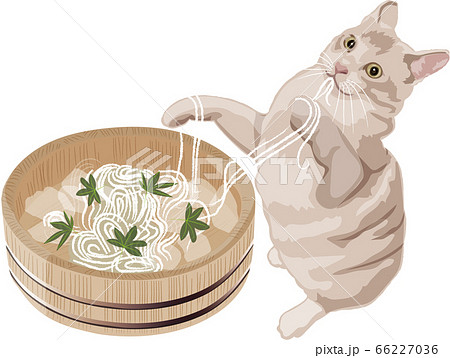 素麺のイラスト素材