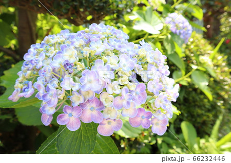 ポップコーンアジサイの写真素材