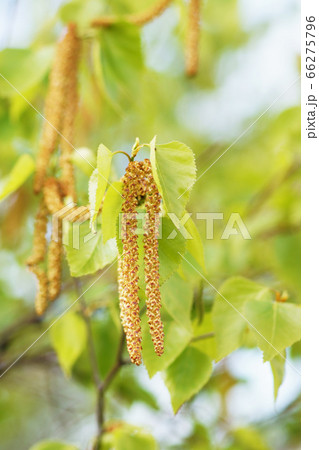 シラカバ花粉症の写真素材