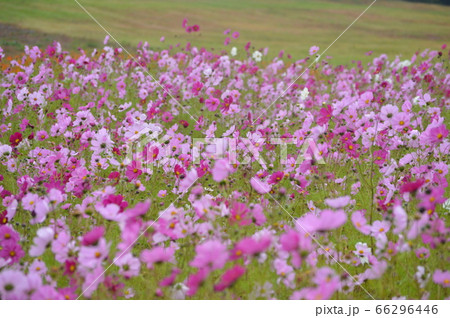 ひるがの高原コキアパークの写真素材