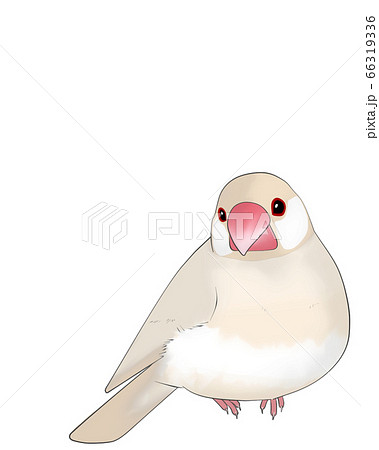 文鳥のイラスト素材集 ピクスタ