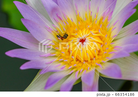 蓮華 花びらの写真素材