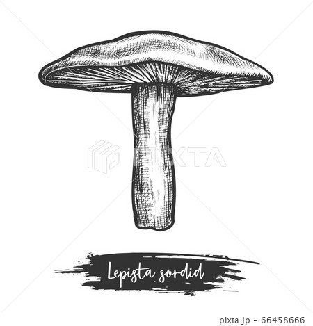 Sowerby Pat Mushroom Sketch Or Lepista Sordidaのイラスト素材