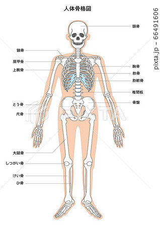 人体解剖図のイラスト素材