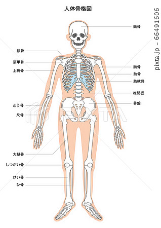 解剖図のイラスト素材