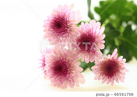 カリメロ スプレー菊の写真素材