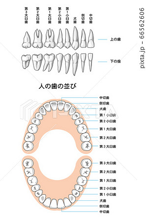 前歯のイラスト素材