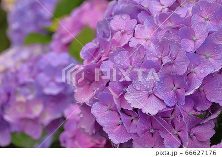 雨上がり 紫陽花の写真素材