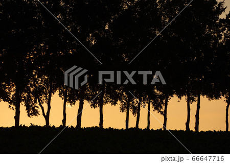 シルエット 夕暮れ 並木 シラカバの写真素材 Pixta
