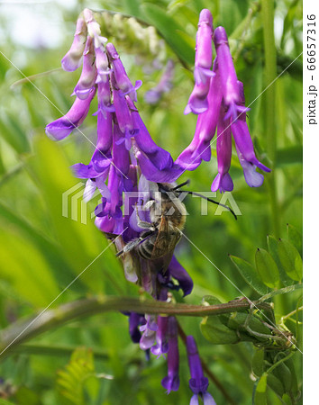 藤の花と虫の写真素材