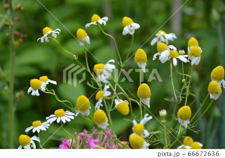 カツミレの写真素材