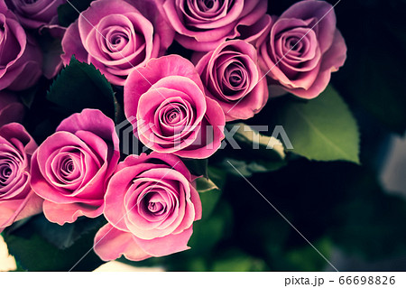薔薇 花 紫薔薇 壁紙の写真素材
