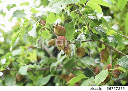 蠟梅の実 ロウバイの写真素材