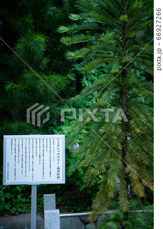 大阪府池田市 久安寺に植えられているジュラシックツリーの写真素材