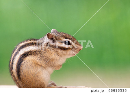 リス 小動物 茶色 シマリス 縞模様の写真素材