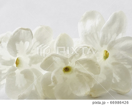 アラビアンジャスミンの写真素材