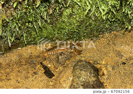 ニホンザリガニの写真素材 ニホンザリガニの写真素材