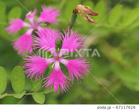 ヤマトナデシコ 大和撫子 花の写真素材