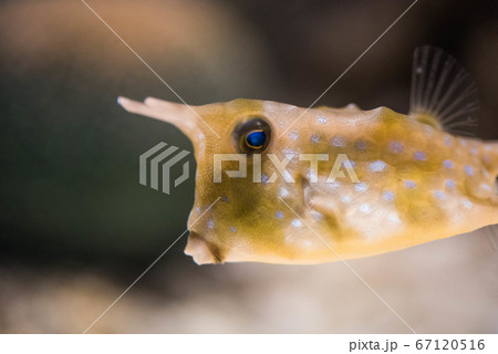 ハコフグ かわいいの写真素材