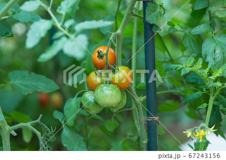 成長過程 植物 かわいいの写真素材