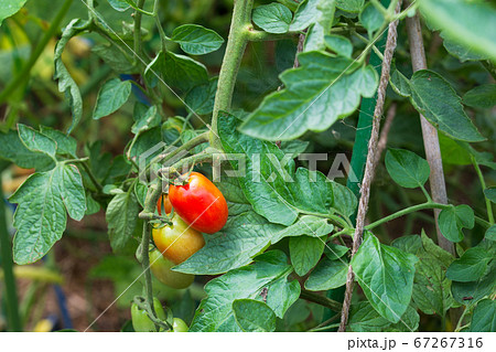 トマト 花 実 畑の写真素材
