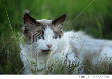 シャム猫 猫 髭 正面の写真素材