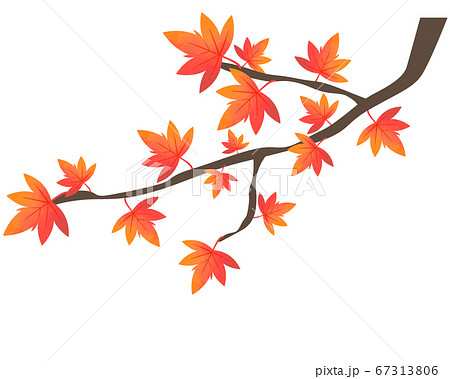 葉 もみじ 楓 紅葉のイラスト素材