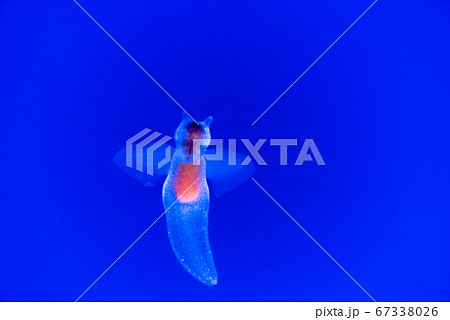 クリオネ 美しい きれい 綺麗の写真素材